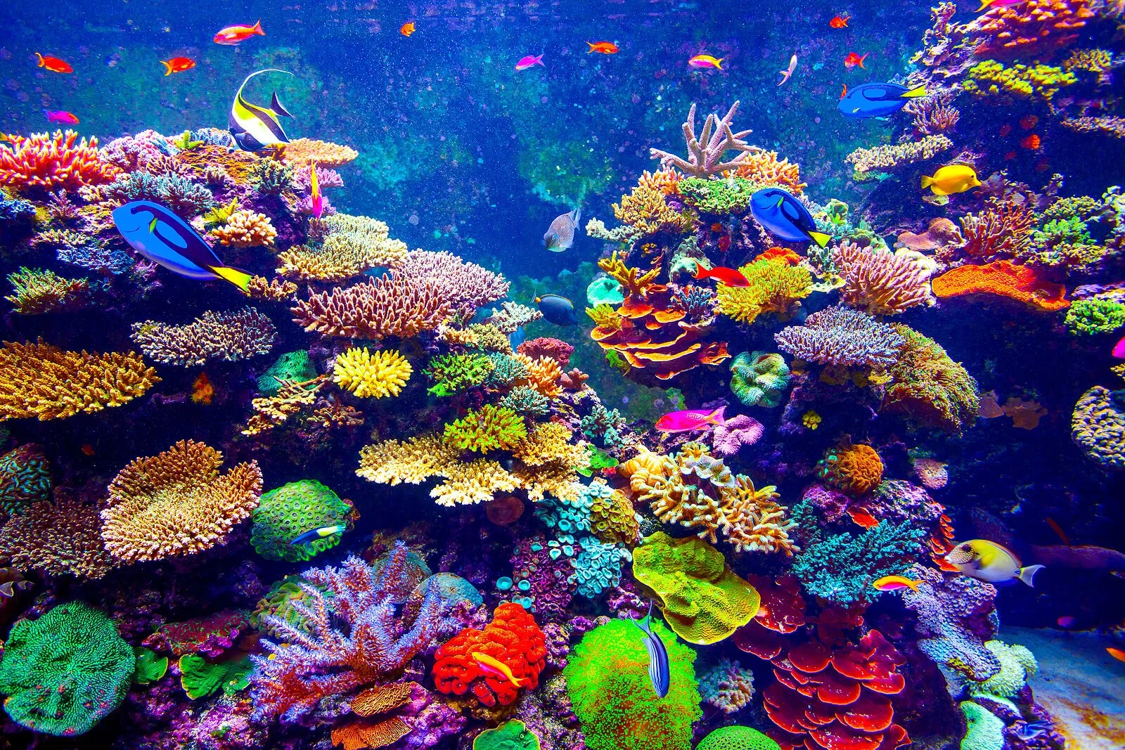 Visit the Florida Aquarium located in Tampa, FL to relax and practice self-care!